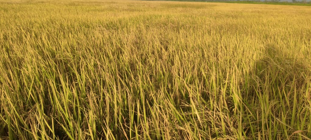 Cultivo de arroz dorado en Las Majaguas, Portuguesa