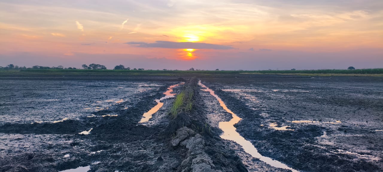 Campos de arroz al atardecer en Las Majaguas, Portuguesa