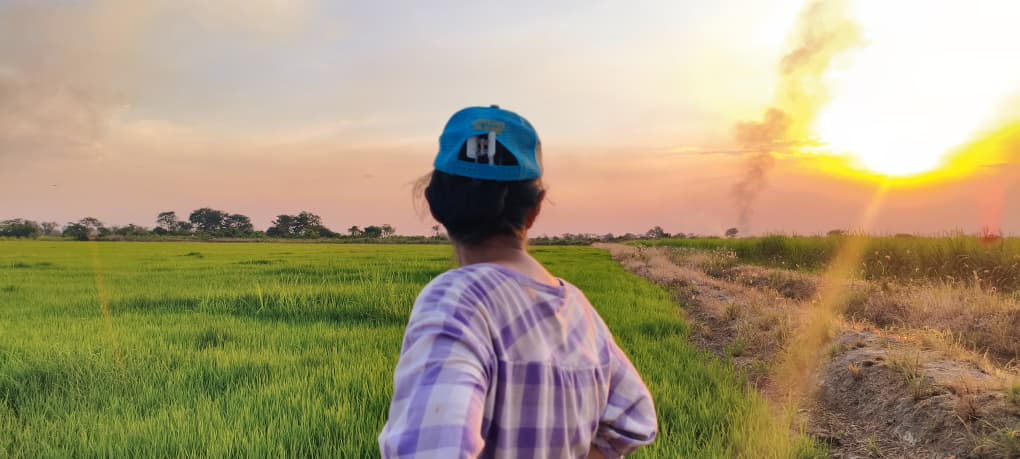 Cultivos Terranova al amanecer