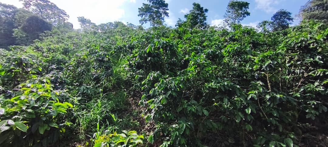 Lotes de café de alta calidad con trazabilidad de origen