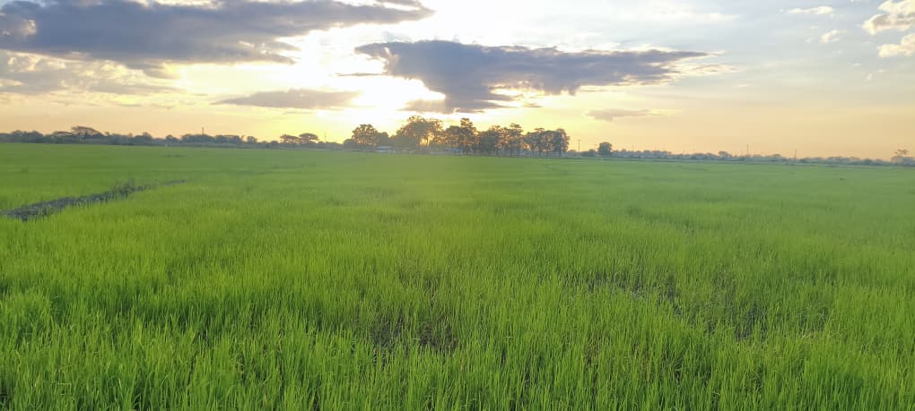 Campo tecnificado Terranova