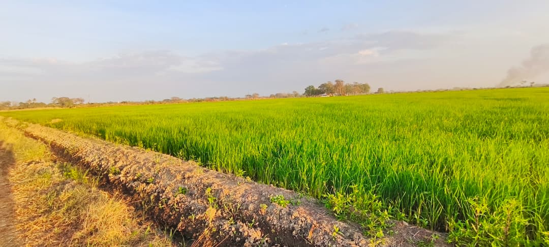 Campo agrícola Terranova