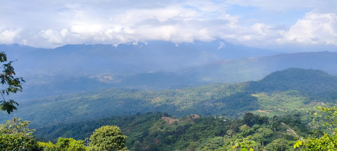 Regiones productoras de café venezolano